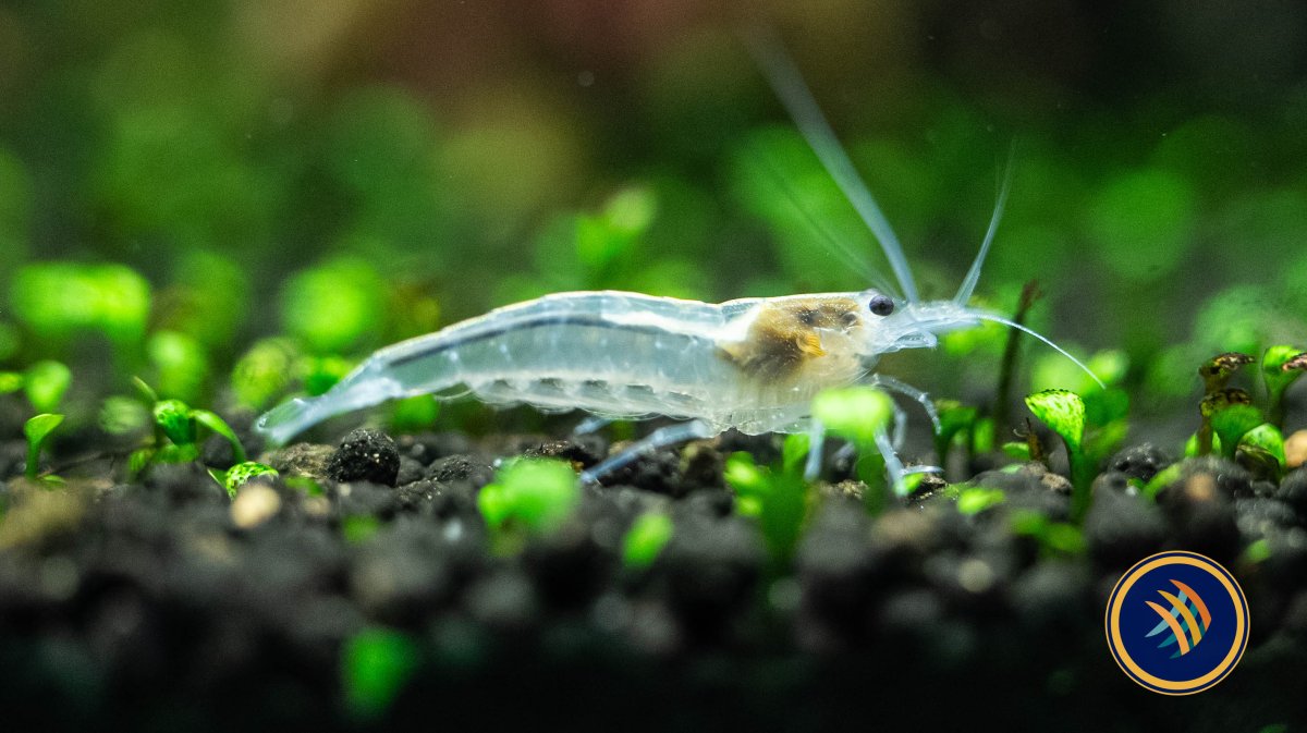 Snow White Amano Shrimp (Caridina multidentata) 2-2.5cm - Bild 4