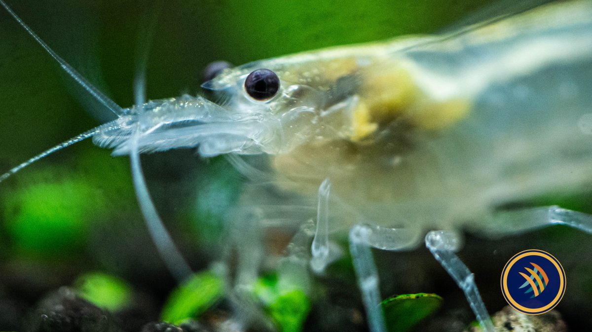 Snow White Amano Shrimp (Caridina multidentata) 2-2.5cm - Bild 3
