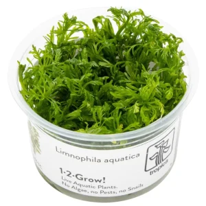 Limnophila aquatica 046 TC