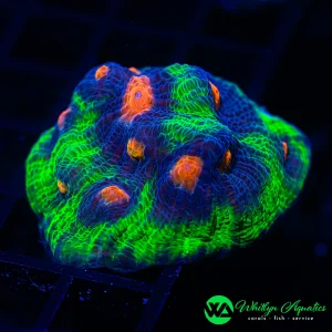 WA Treasure Cove Chalice