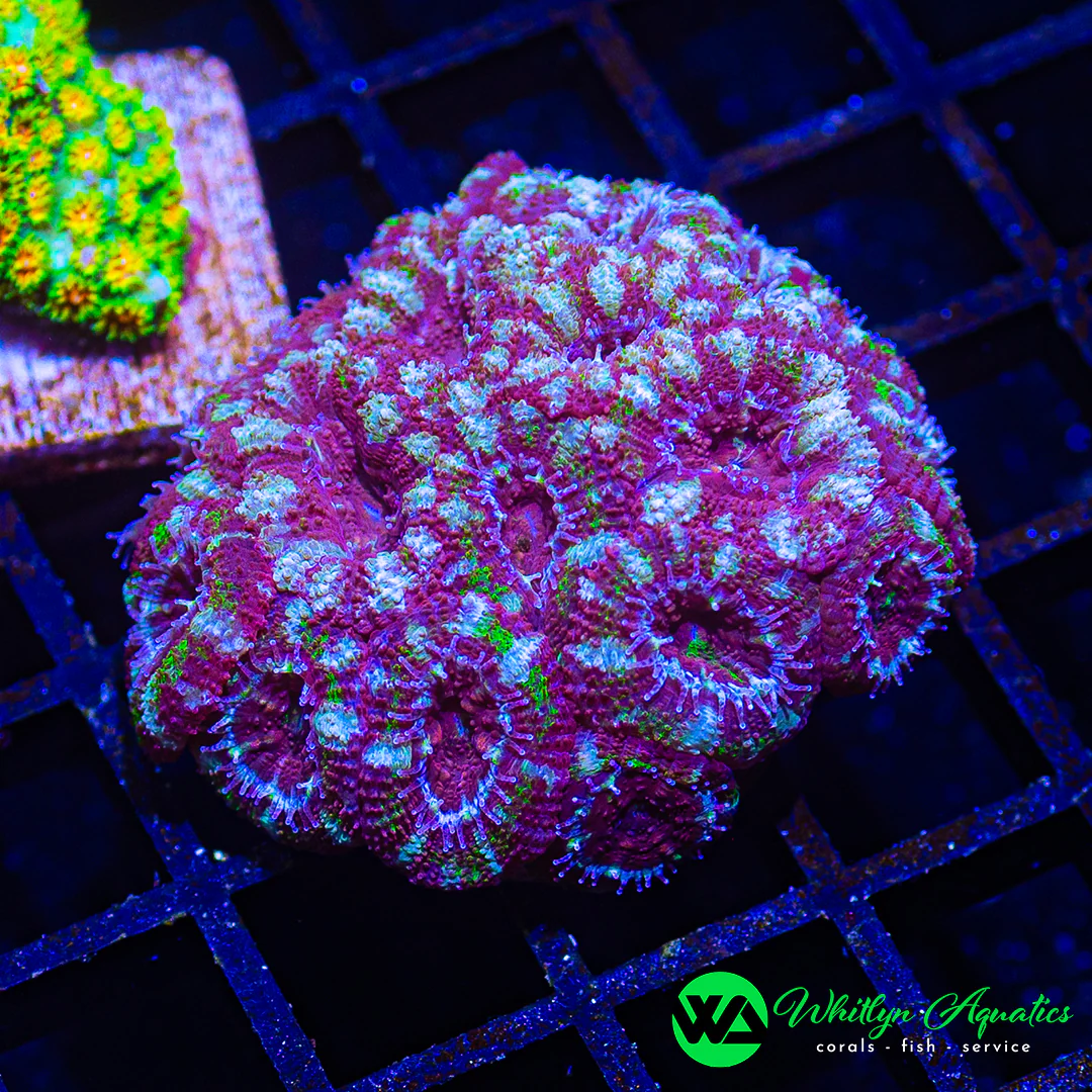 D17 - WA Jester Acan Mini Colony - WYSIWYG