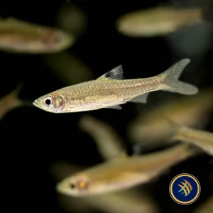 Eyespot Rasbora (Brevibora cheeya) 4-5cm
