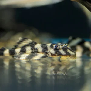 L168 Atabapo Butterfly Pleco (Dekeyseria picta)