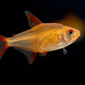 Muzel Red Cherry Tetra (Hyphessobrycon sp. "Muzel") 1-2cm
