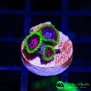 A24 - WA Scarlet Fever Zoanthid - WYSIWYG