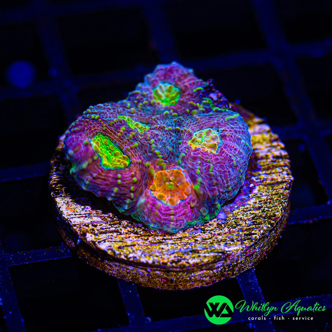 A25 - WA Rainbow Echinata - WYSIWYG