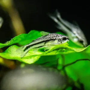 Pygmy Corydoras (Corydoras pygmaeus)