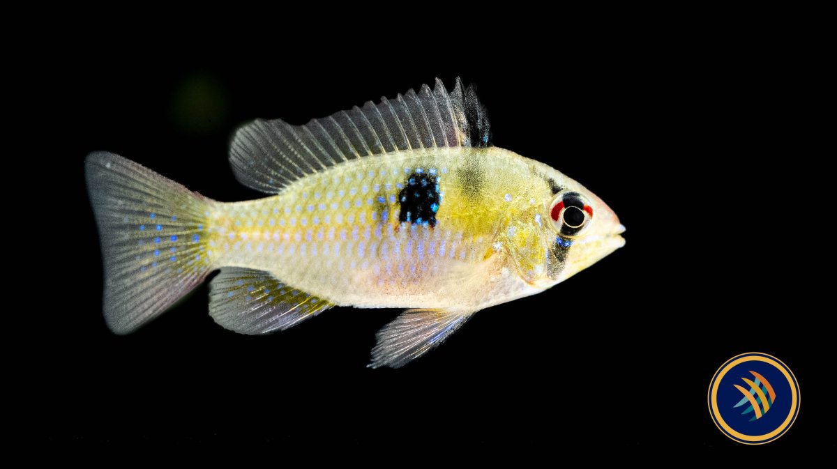 German Blue Ram 3-4cm (Aquarium Glaser) - Bild 3