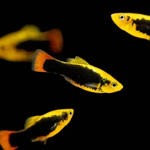 Hawaii Platy (Variatus) 3.5-4cm