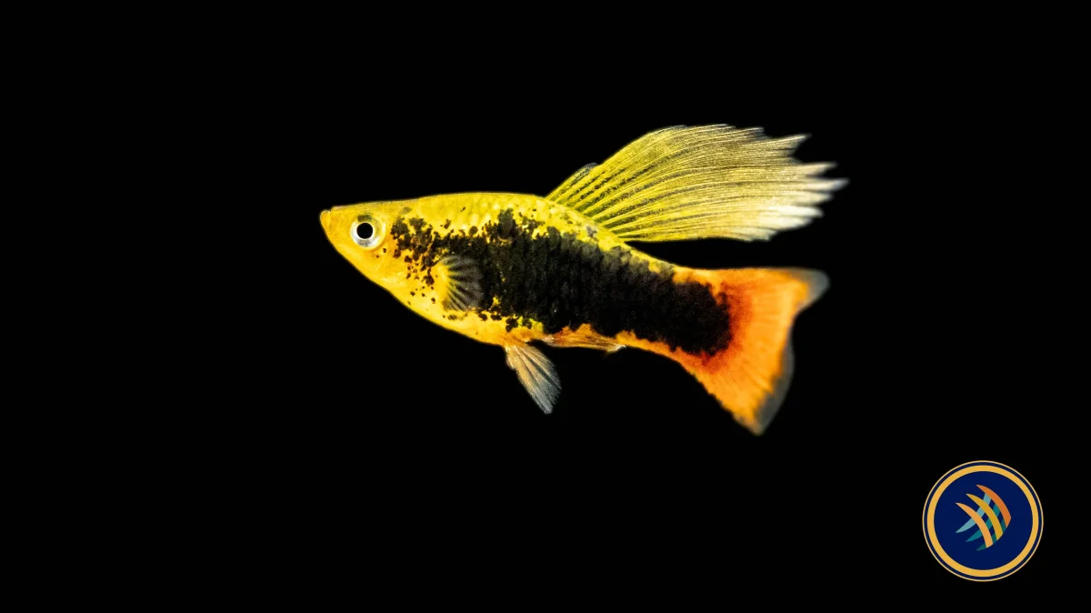 Premium Assorted Highfin Variatus Platy (Xiphophorus variatus)