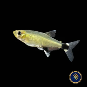 Panda Tetra (Aphyocharax paraguayensis) 2.5cm