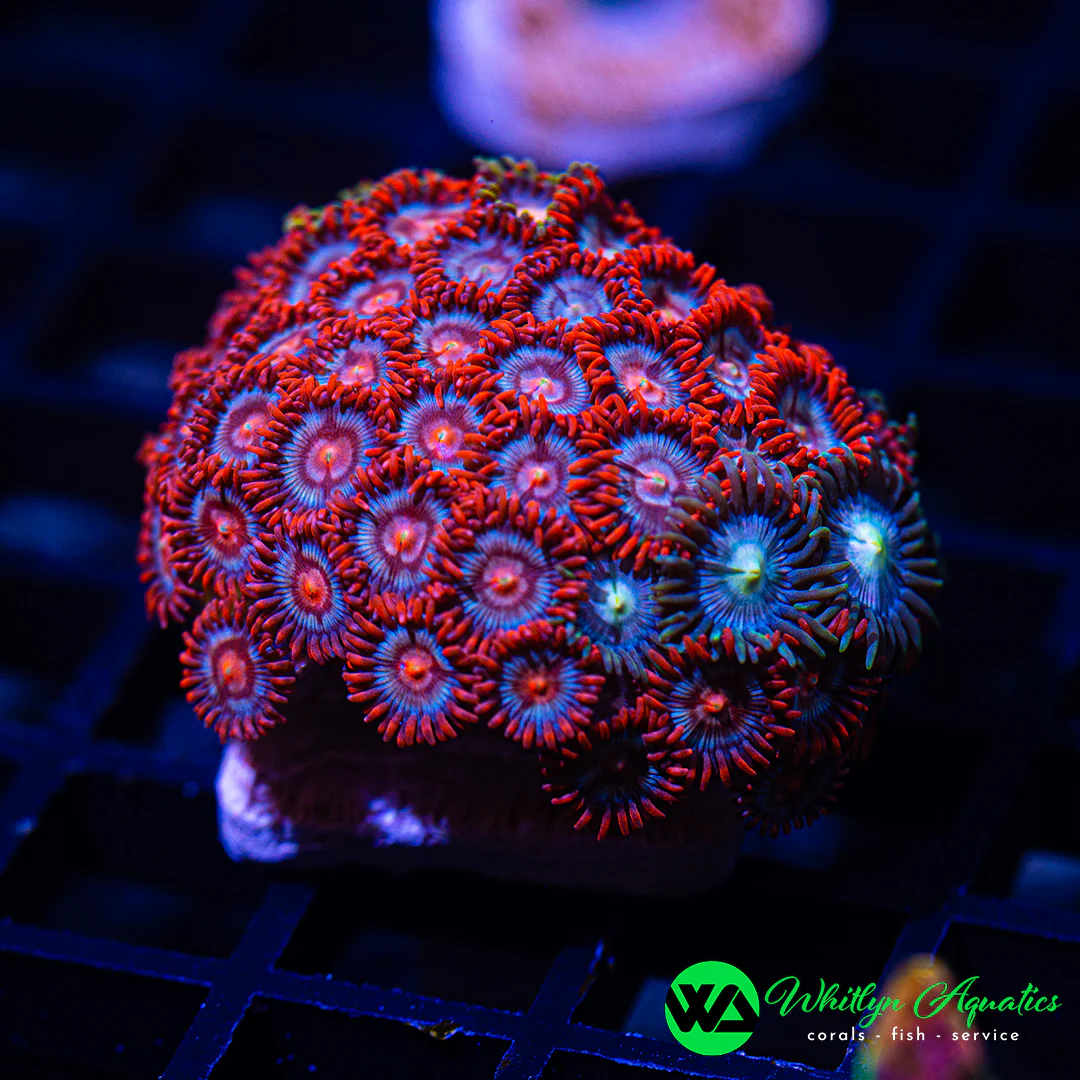 B31 - WA Zoa Combo - WYSIWYG