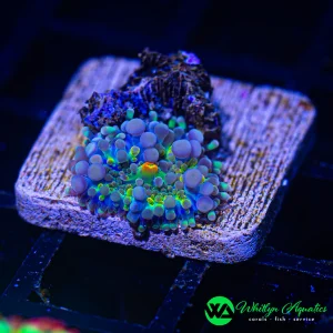 A34 - WA Squidward Ricordea - WYSIWYG