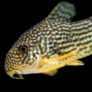 Corydoras Sterbai