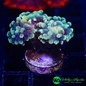 A43 - WA Fools Gold Hammer - WYSIWYG