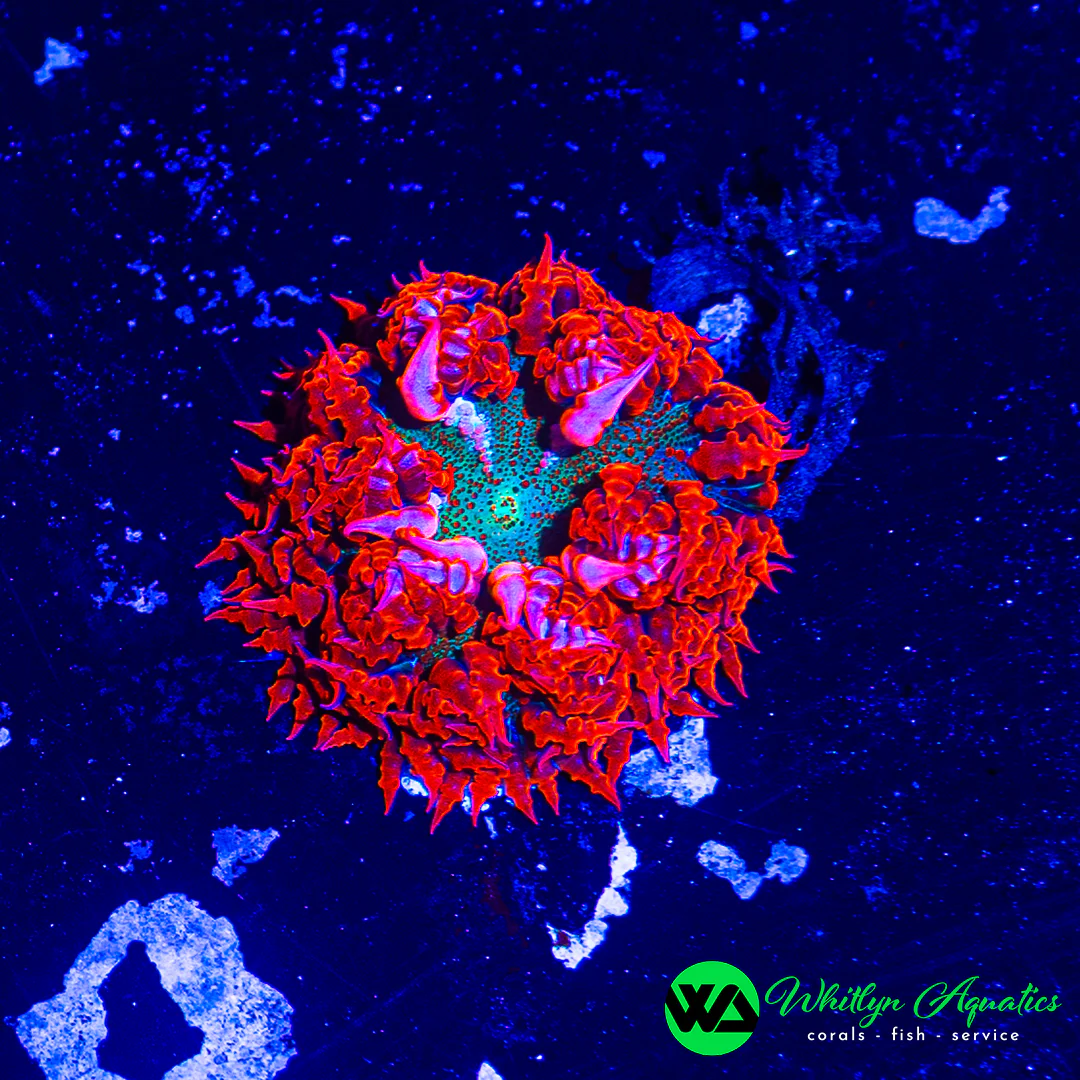 B48 - Rock Flower Anemone - WYSIWYG