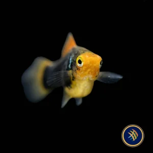 Black Variatus Platy (Xiphophorus variatus) 4cm