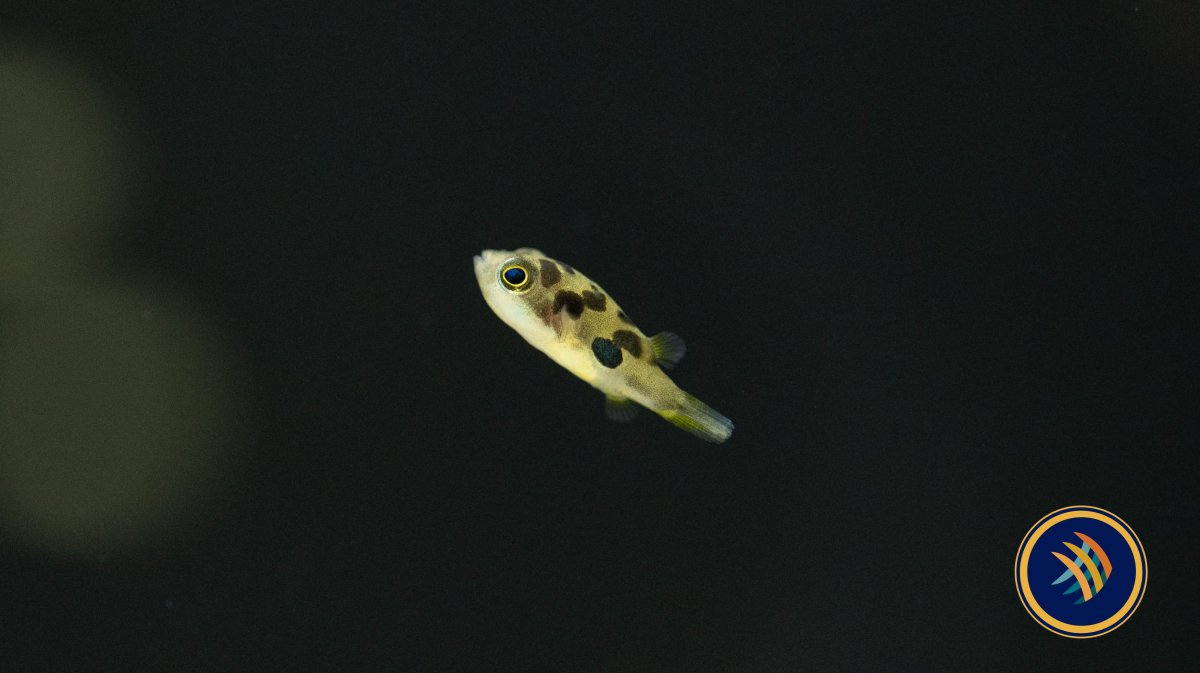 Dwarf Pea Pufferfish (Carinotetraodon travancoricus) - Bild 5