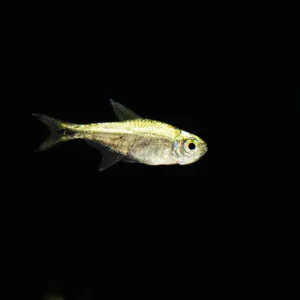 Dawn Tetra (Hyphessobrycon eos)  Med - Aquarium Glaser
