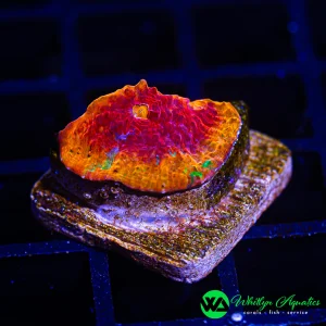 A55 - WA Jellybean Chalice - WYSIWYG
