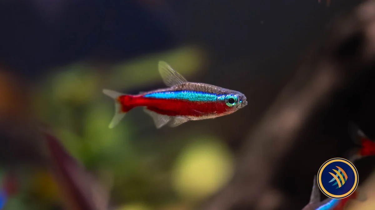 Cardinal Tetra (Paracheirodon axelrodi) - Bild 5