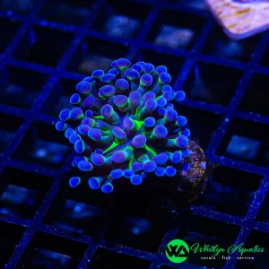 A07 - WA Hologram Branching Hammer  - WYSIWYG