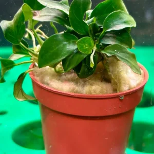 Anubias barteri var. nana 'Petite' Potted - WP898