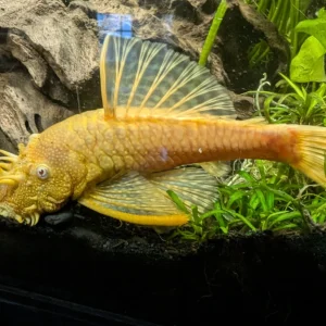 Albino Bristlenose Ancistrus Cirrhosus