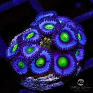 AOI Zoanthid (Aquacultured)