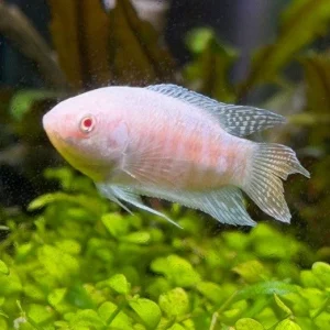 Albino Red Tail Paradise Fish (Macropodus opercularis)