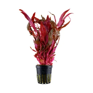 Alternanthera reineckii 'Pink' potted 023