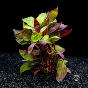 Alternanthera Reineckii Red Broad
