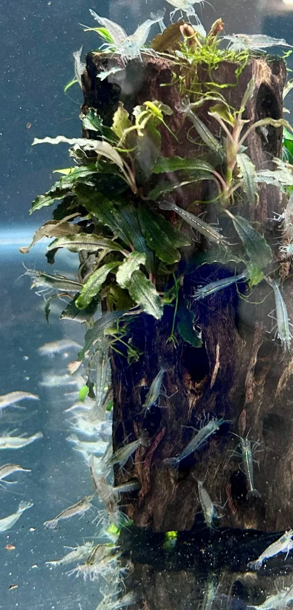 Amano Shrimp (Caridina Japonica) - Bild 3