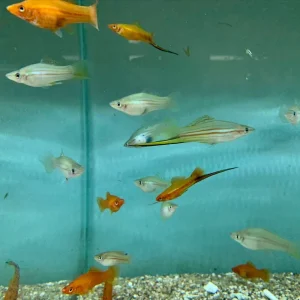Assorted Swordtail  (Xiphophorus hellerii)