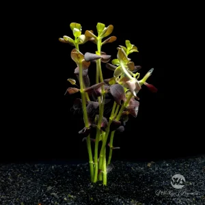 Bacopa salzmannii 'Purple'