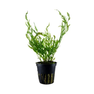 Bolbitis heudelotii potted 006