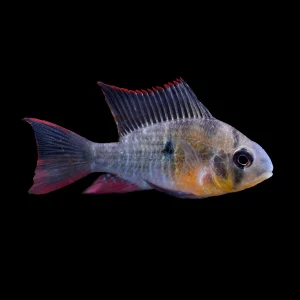 Bolivian Ram Cichlid - Mikrogeophagus altispinosus