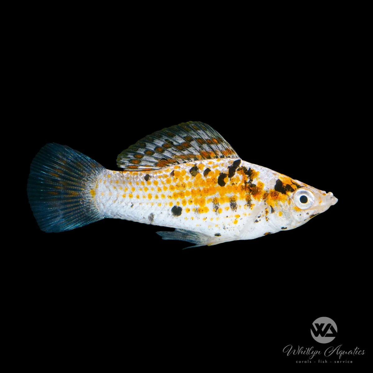 Calico Molly - Poecilia latipinna - Bild 2