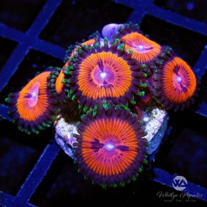 Bloodsucker Zoanthid (Aquacultured)