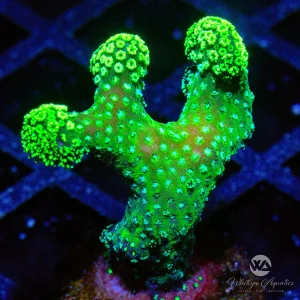 C16 - Neon Green Stylophora - WYSIWYG
