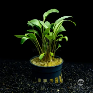 Cryptocoryne Undulata Red