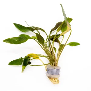 Cryptocoryne becketii