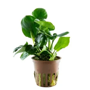 Anubias Barteri “Coin Leaf” potted 101F