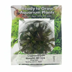 Cryptocoryne wendtii 'Mi Oya' Tissue Culture - C3478