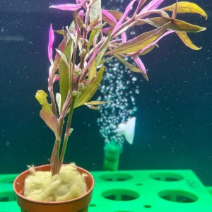 Alternanthera reineckii Potted - WP010