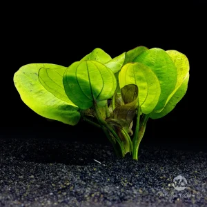 Echinodorus Horizontalis Variegated