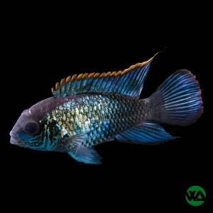 Electric Blue Acara - Andinoacara pulcher