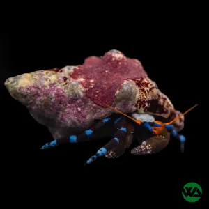 Electric Blue Hermit Crab - Stenorhynchus Seticornis