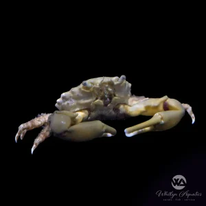 Emerald Crab - Mithraculus sculptus
