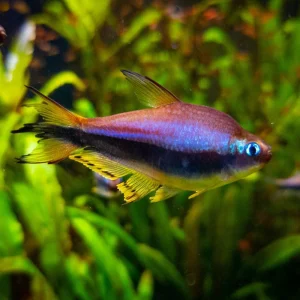 Emperor Tetra (Nematobrycon palmeri)